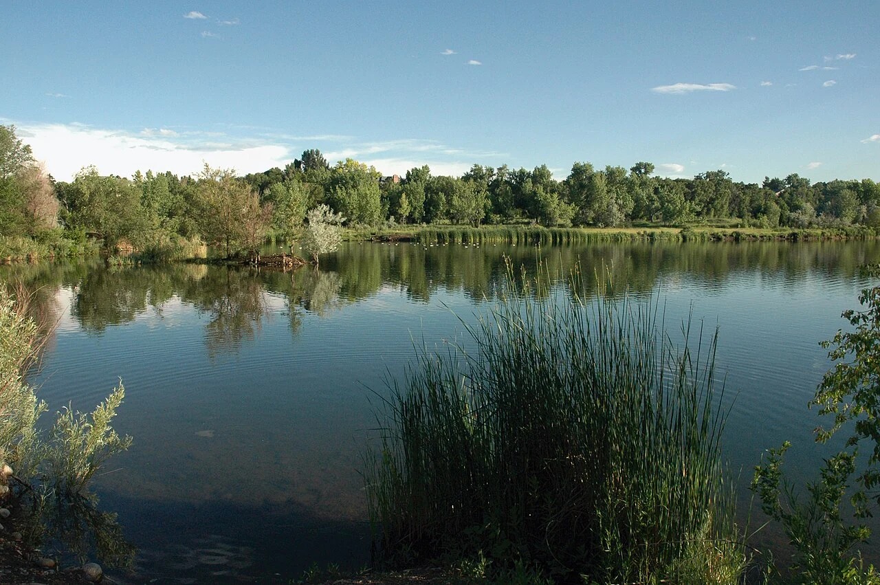 Reeds and trees along West Lake at Prospect Park in Wheat Ridge